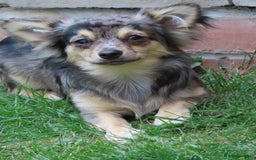 Chihuahua dogs for sale: Long coated Chihuahua adults rehome  - Image 3