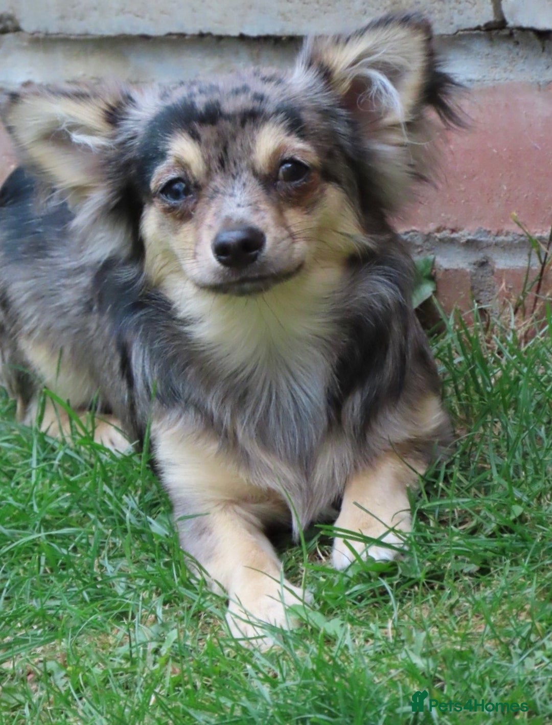 Chihuahua dogs for sale: Long coated Chihuahua adults rehome  - Image 3
