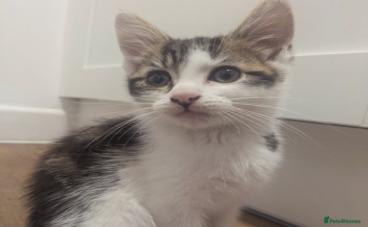Mixed Breed cats - Advert 15