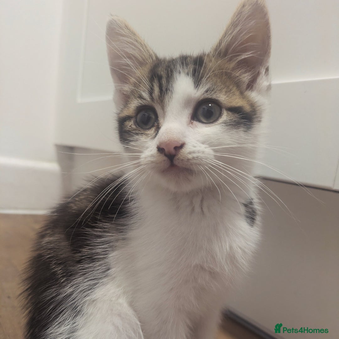 Mixed Breed cats for sale: Kitten male 11 weeks old  - Image 1