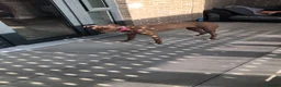 Mixed Breed dogs for sale: Tina needs rehoming ASAP - Advert 1