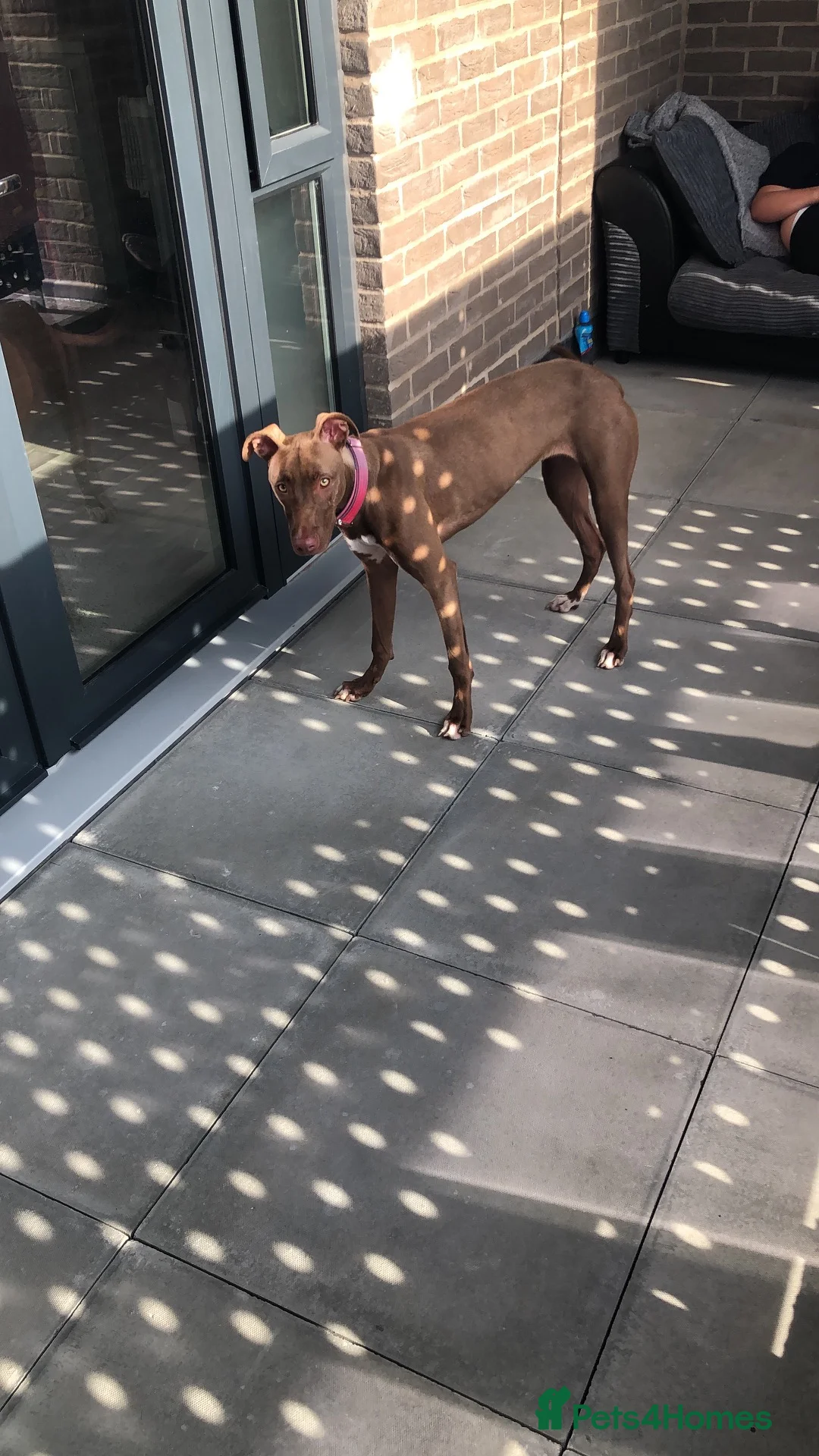 Mixed Breed dogs for sale: Tina needs rehoming ASAP - Advert 1