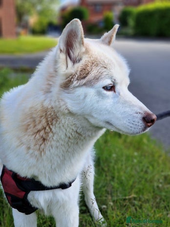 Siberian Husky dogs - Advert 8