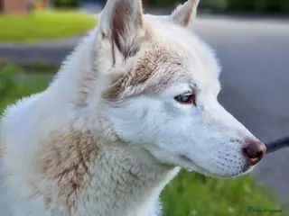 Siberian Husky dogs Hugo - siberian husky - Advert 2