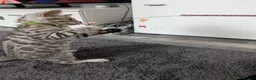 Bengal cats for sale: Beautiful Bengal kittens - Advert 17