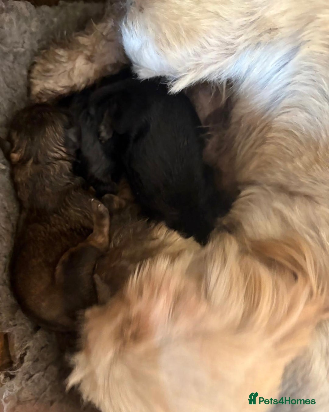 Shihpoo dogs for sale: Stunning Phantom Shihpoos! - Advert 9