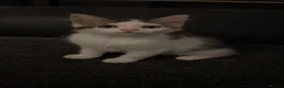 Mixed Breed cats for sale: Female kitten - Advert 1