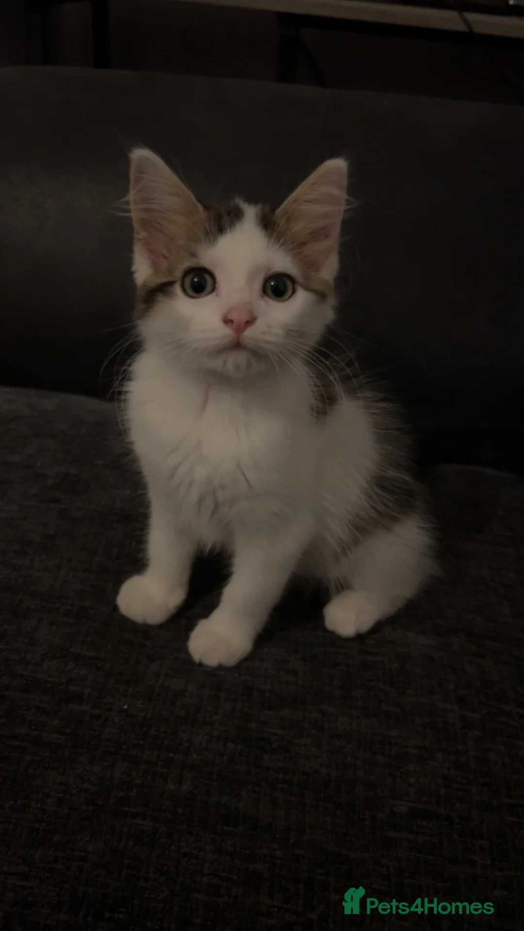 Mixed Breed cats for sale: Female kitten - Advert 1