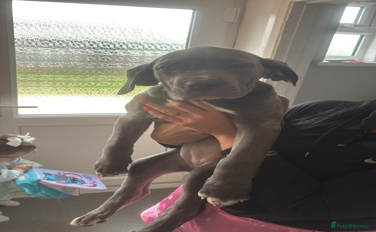 Cane Corso dogs 2 beautiful cane corso  - Advert 11