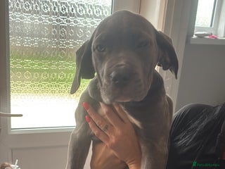 Cane Corso dogs for sale: 2 beautiful cane corso - Advert 1