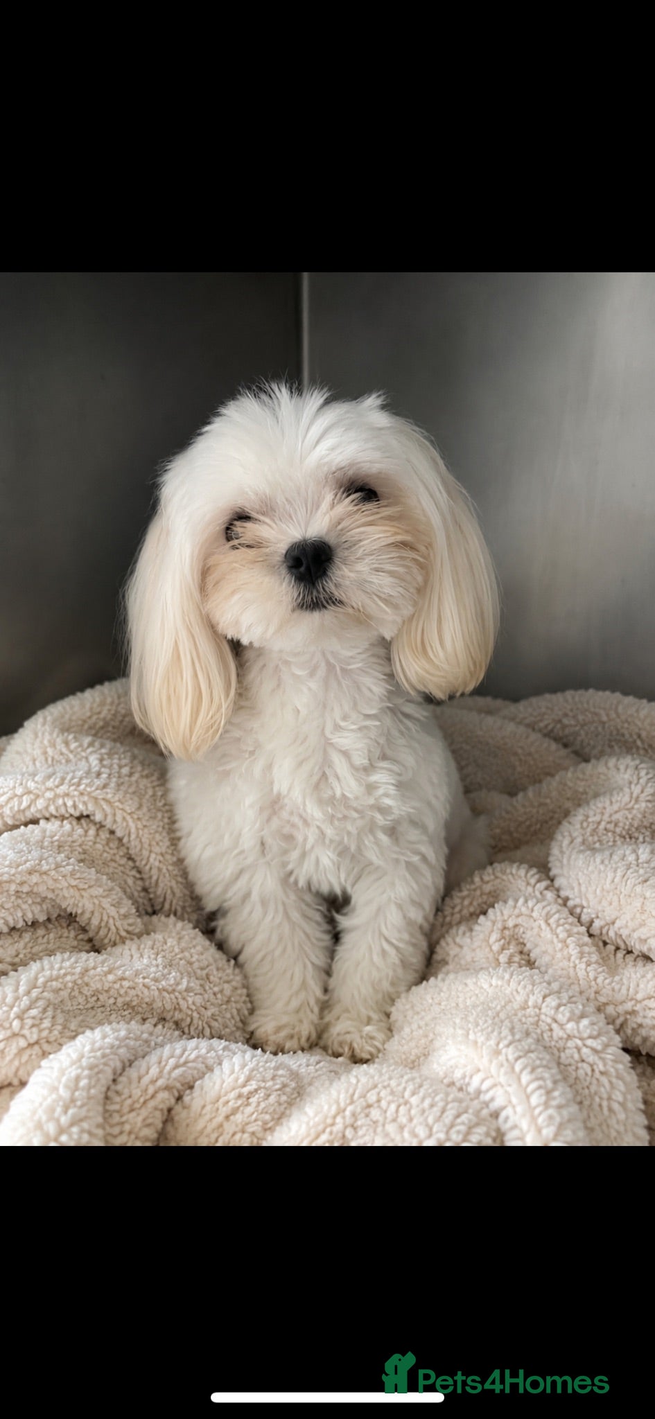 Maltese dogs KCReg Tiny Korean Bred/ Doll Faced/ At Stud - Advert 13
