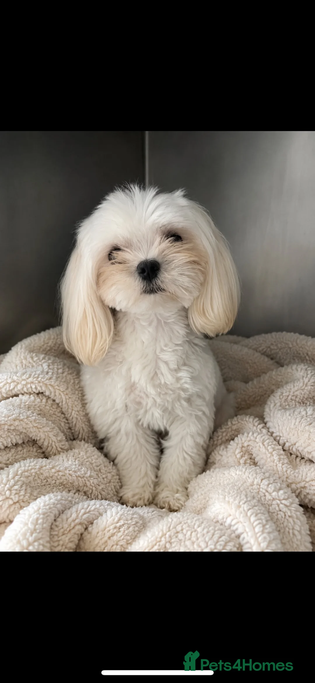 Maltese dogs for stud: KCReg Tiny Korean Bred/ Doll Faced/ At Stud - Advert 1