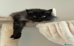 Maine Coon cats for sale: 3 year old (still growing) male for sale - Image 4