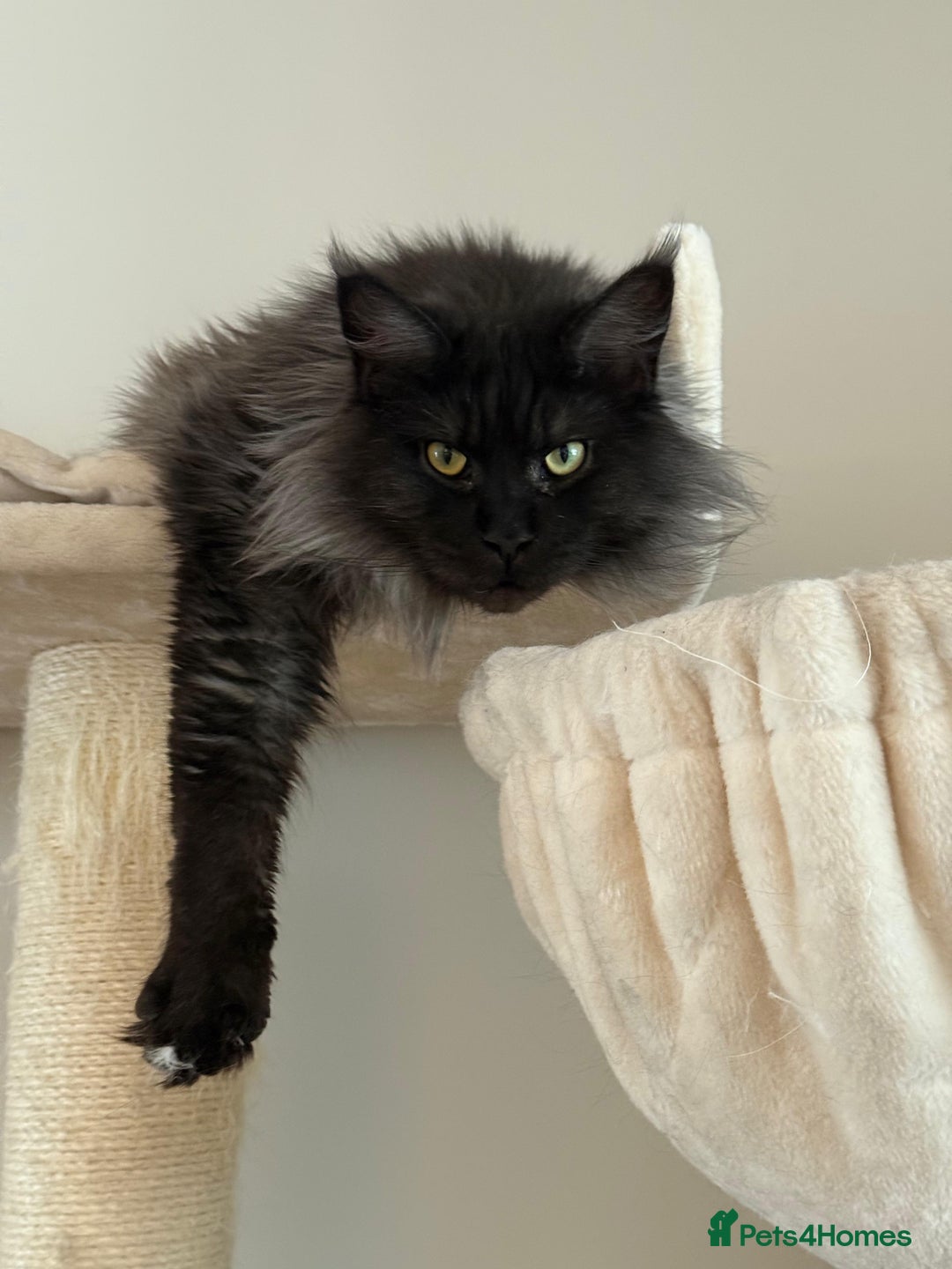 Maine Coon cats for sale: 3 year old (still growing) male for sale - Image 4