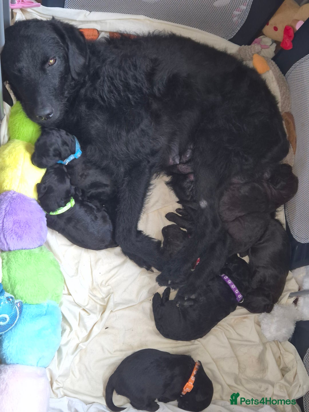 Mixed Breed dogs for sale: 2 girl & 2 boy labradoodles ready to go 11th Feb.  - Advert 2