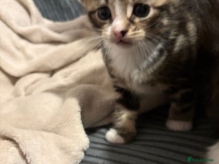 Mixed Breed cats Kittens for sale - Advert 6