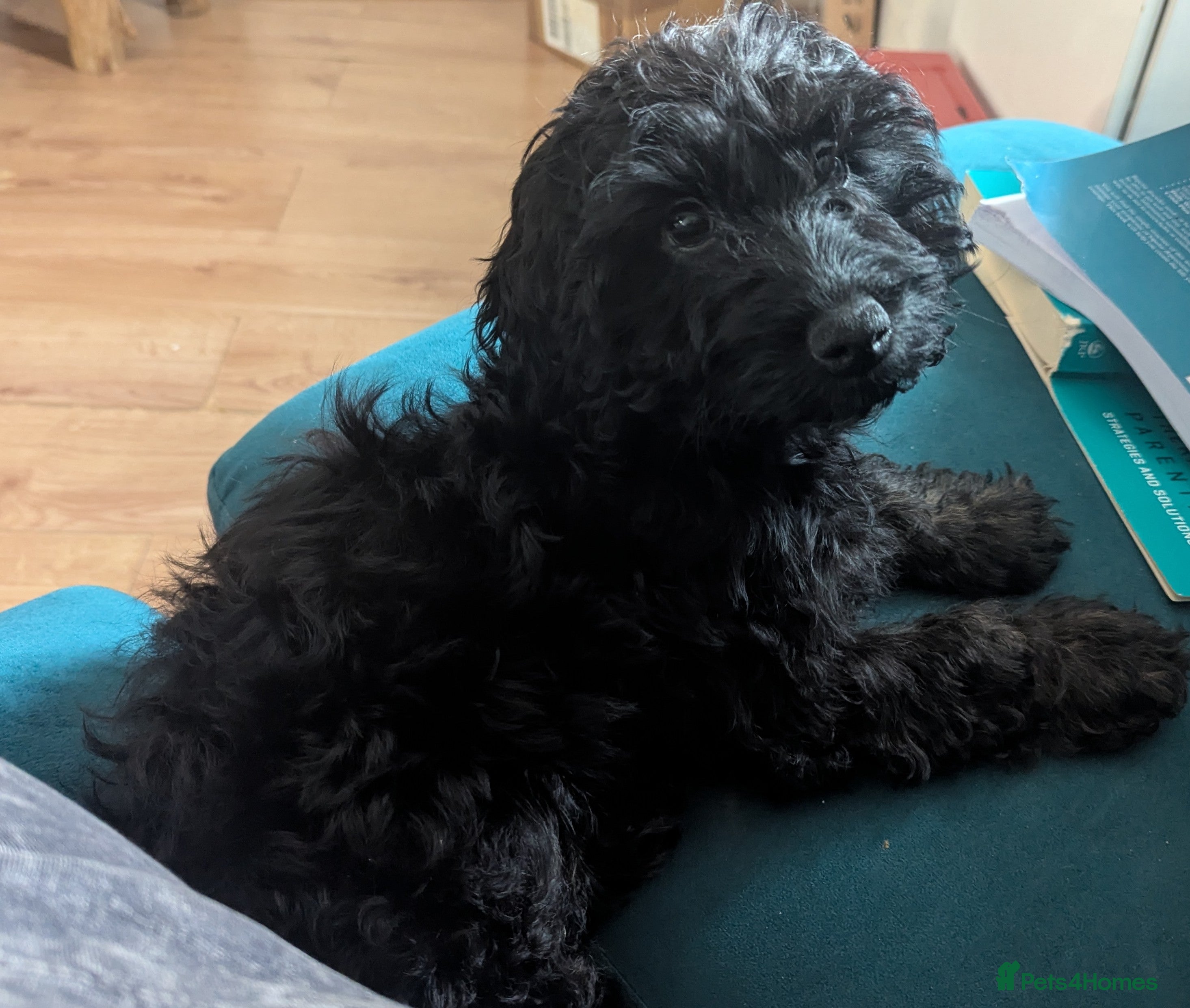 Cockapoo dogs F1 cockapoo female. - Advert 1