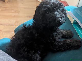 Cockapoo dogs F1 cockapoo female. - Advert 1