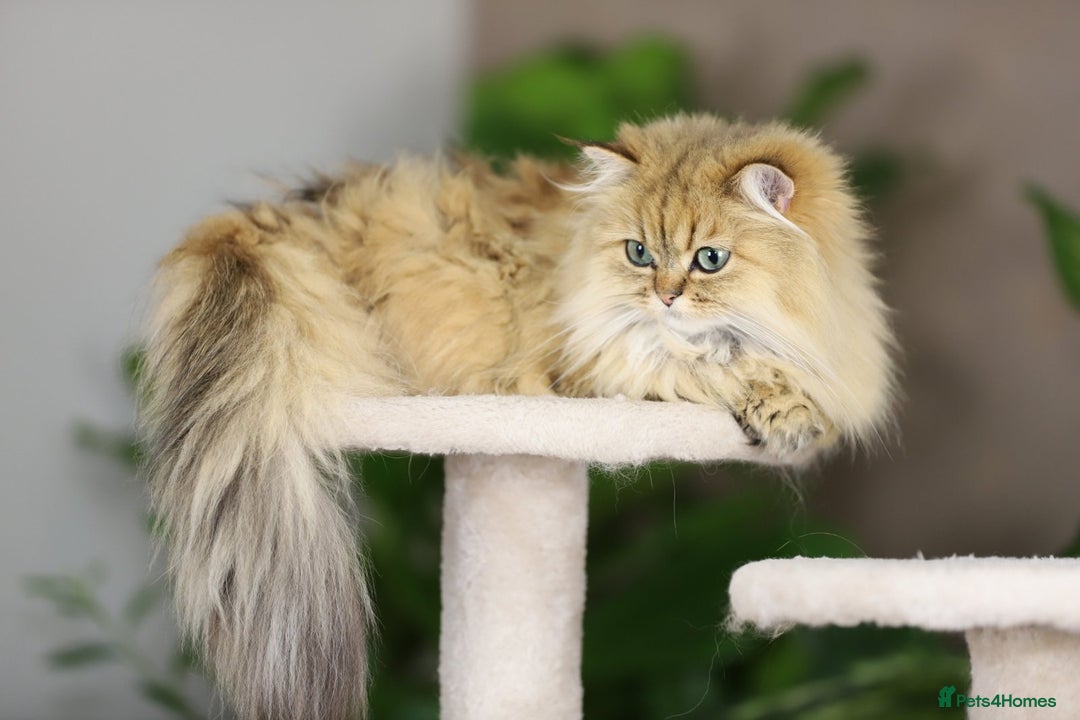 Persian cats for sale: Stunning Chinchilla Persian Kittens 💕 - Advert 3