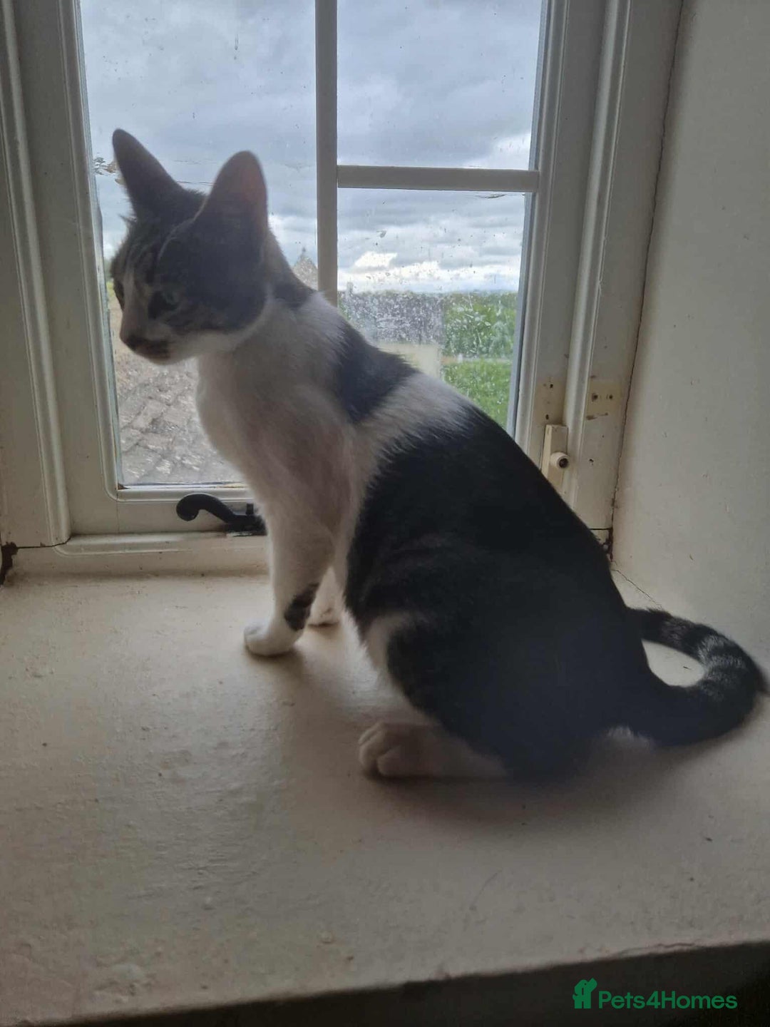 Mixed Breed cats for adoption: 🍥Nemo🍥 for adoption, fostered in OXFORD - Image 5
