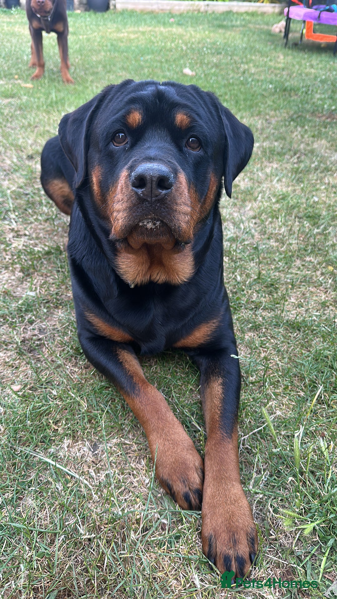 Rottweiler dogs for sale: Adorable Rottweiler puppies 🐶  - Advert 1