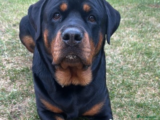 Rottweiler dogs for sale: Adorable Rottweiler puppies đ¶ - Advert 1
