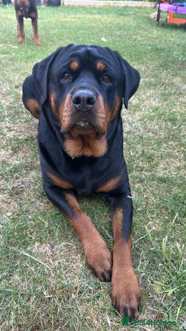 Rottweiler dogs Adorable Rottweiler puppies 🐶 - Advert 1