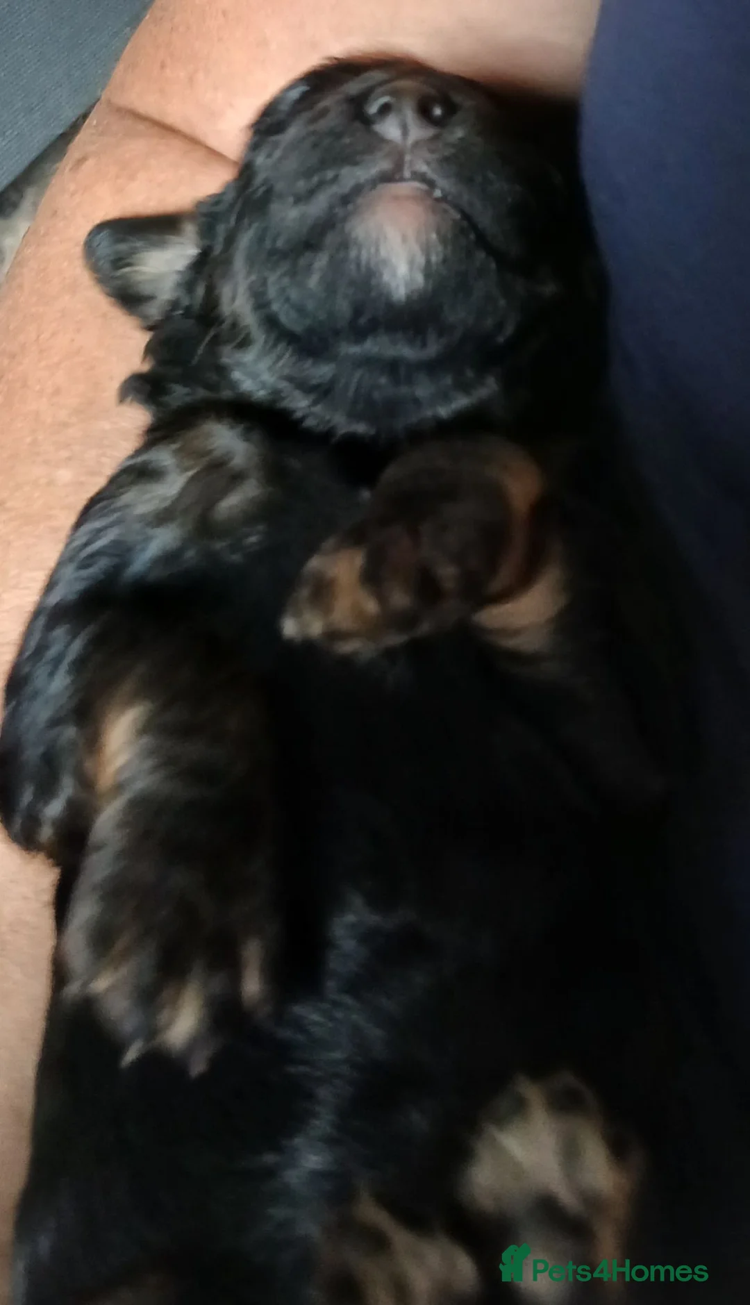 Bernedoodle dogs for sale: F2b midi Bernedoodle  - Advert 1