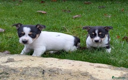 Jack Russell dogs for sale: Jack Russell  - Advert 4