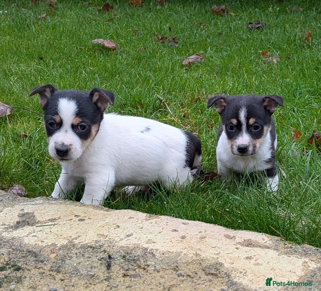 Jack Russell dogs for sale: Jack Russell  - Advert 4