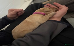 Labrador Retriever dogs for sale: Fox red labradors available now  - Advert 20