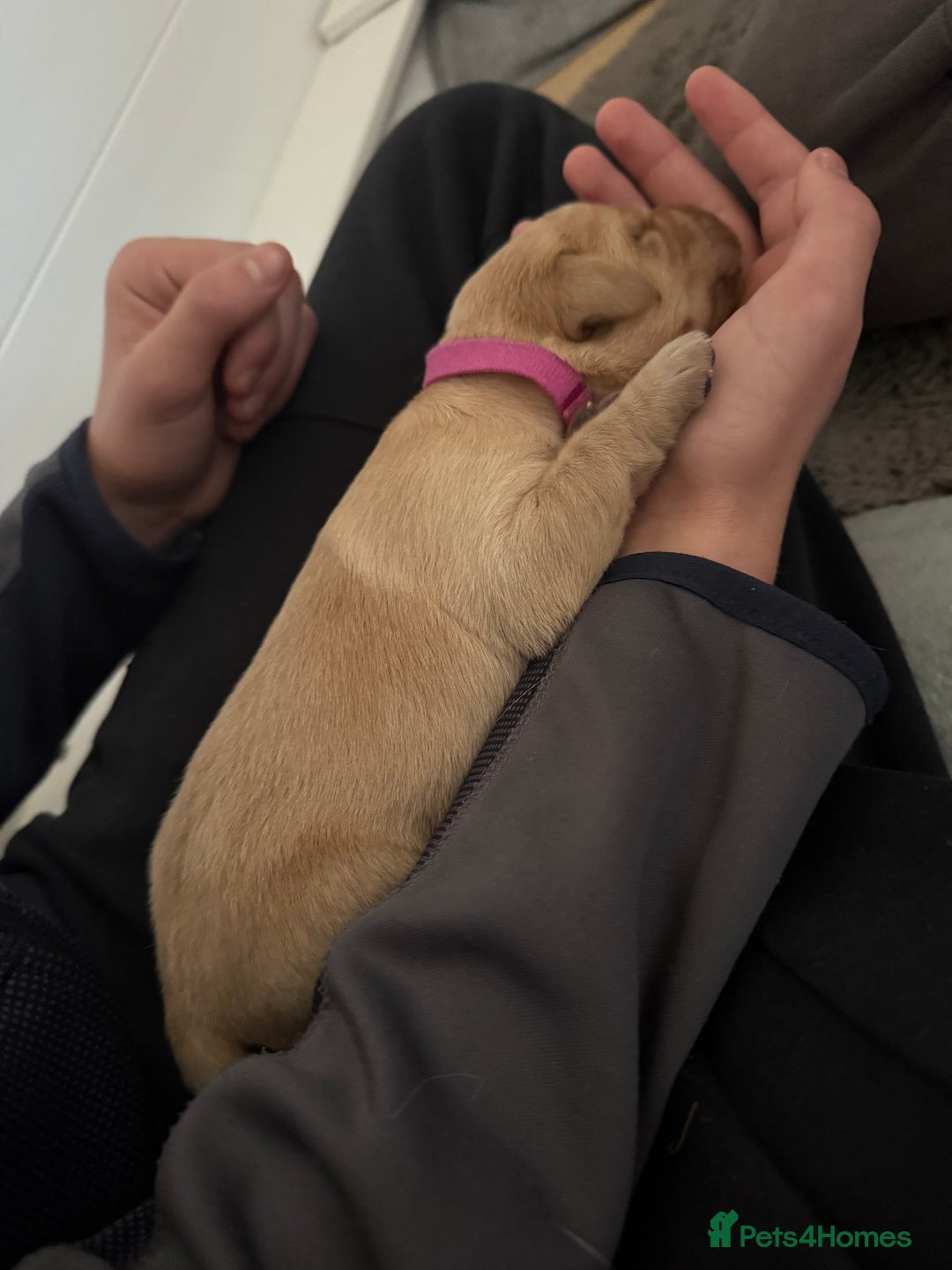 Labrador Retriever dogs for sale: Fox red labradors available now  - Advert 20