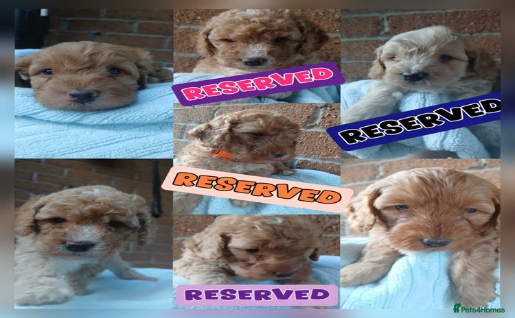 Cockapoo dogs - Advert 1