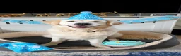Golden Retriever dogs for stud: XL Old English Cream Golden Retriever STUD - Advert 1