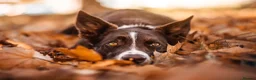 Border Collie dogs for sale: KC registered sport puppies - Advert 14