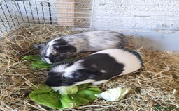 Guinea Pig rodents for sale: 2 Male guinea pigs and cage - Image 1