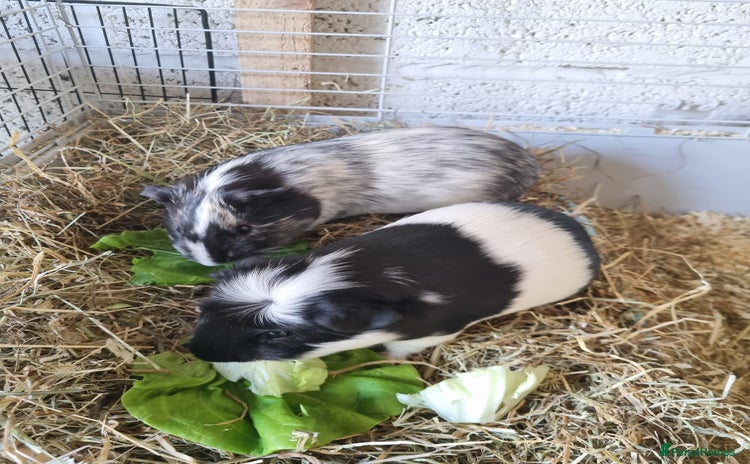 Guinea Pig rodents - Advert 1