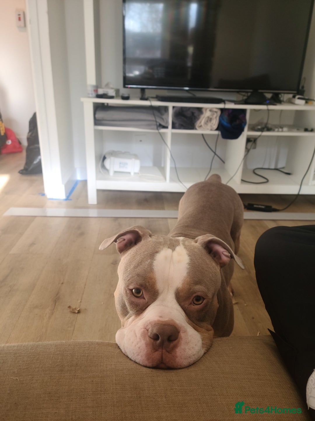 American Bully dogs for sale: Rehome my American Pocket Bully :( - Image 5