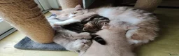 Mixed Breed cats for sale: Beautiful kittens looking for home  - Advert 15