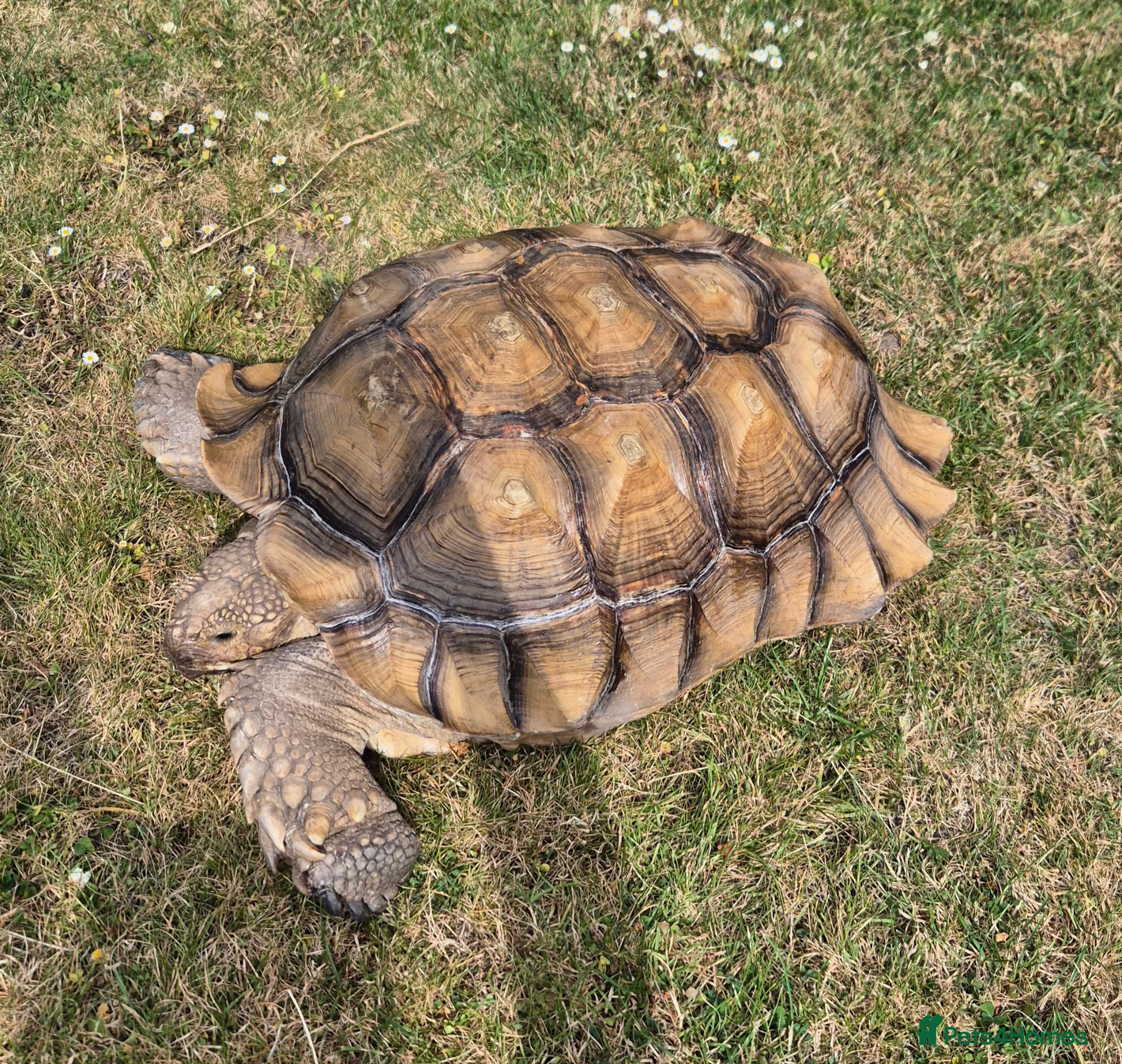 Tortoise reptiles 15 year old Sulcata Tortoise 23 inches - Advert 1