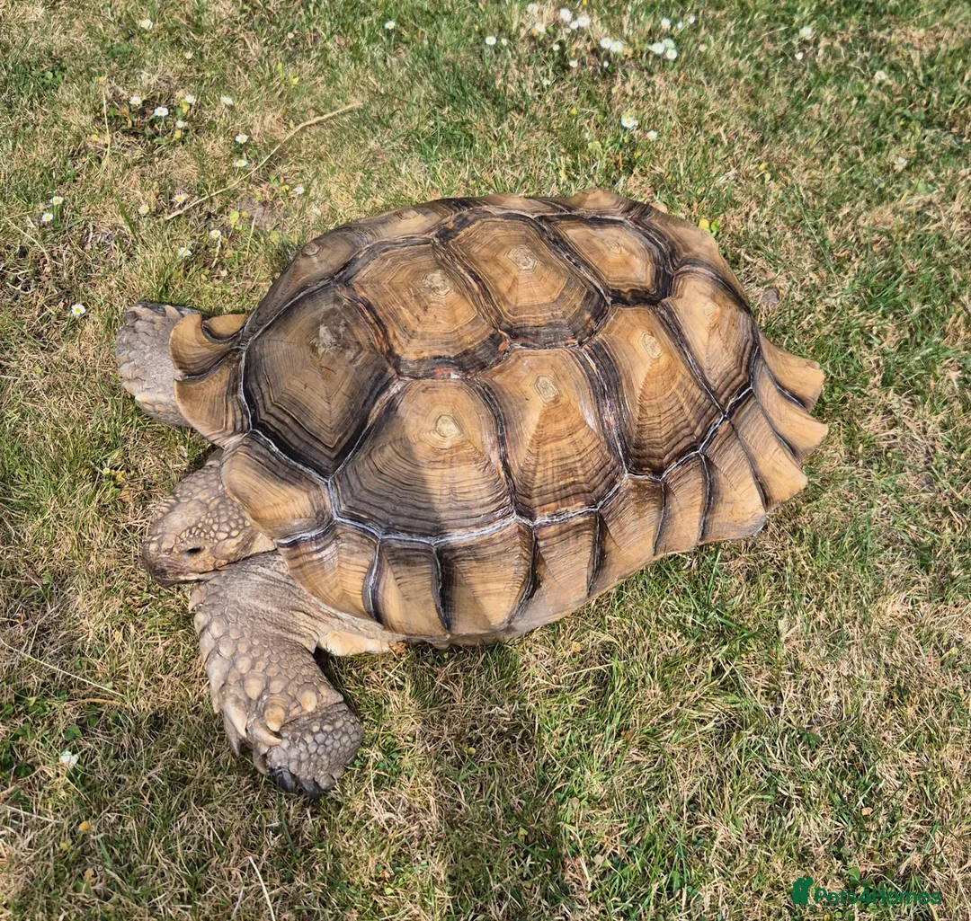 Tortoise reptiles for sale: 15 year old Sulcata Tortoise 23" - Advert 1
