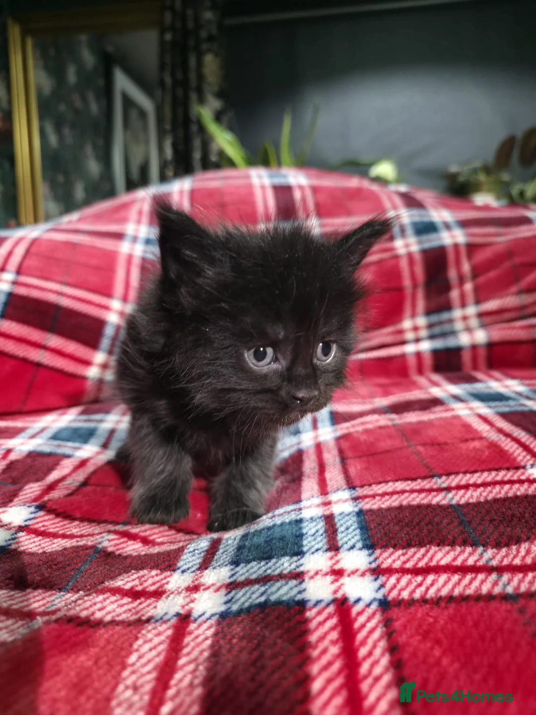 Maine Coon cats for sale: TICA registered Russian lineage Maine coon kittens - Advert 10