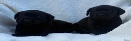 Labrador Retriever dogs for sale: Labrador retriever - Advert 9