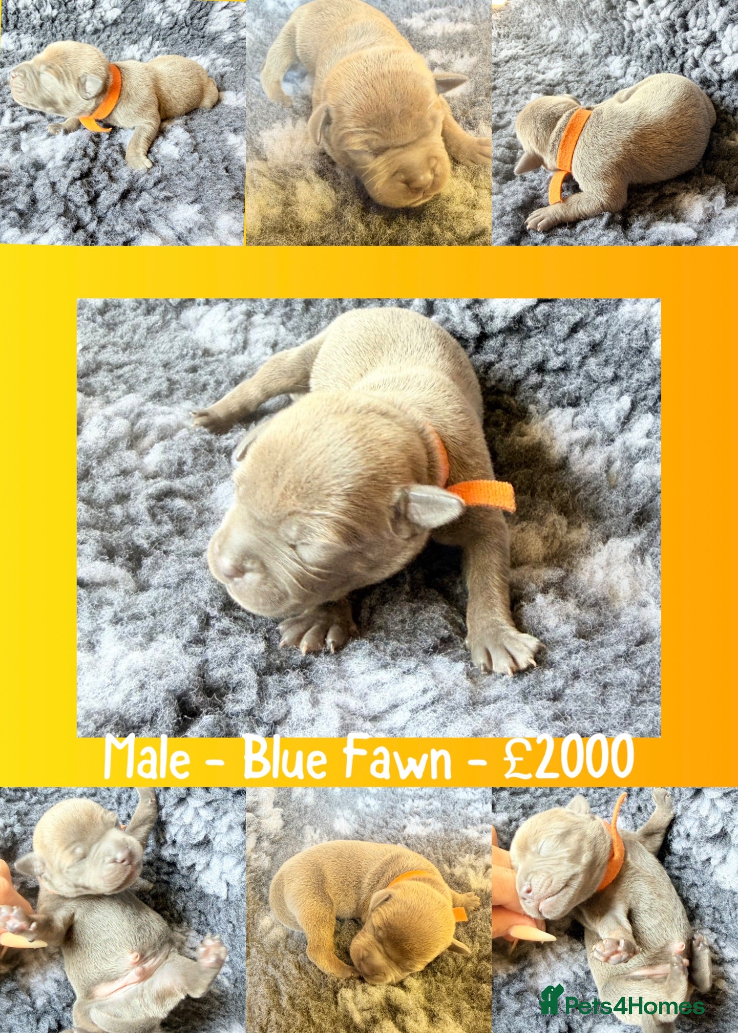 Staffordshire Bull Terrier dogs STUNNING STAFFORDSHIRE BULLTERRIOR PUPPIES 🐾 - Advert 2