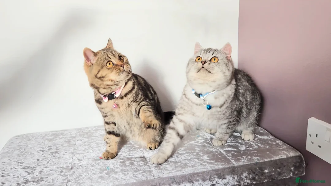 British Shorthair cats for sale: 🏆 Pedigree Silver British Shorthair Kittens 🏆 - Advert 3