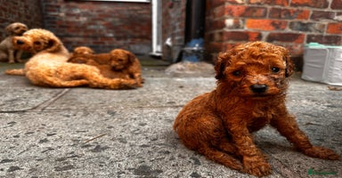 Toy Poodle dogs - Advert 14