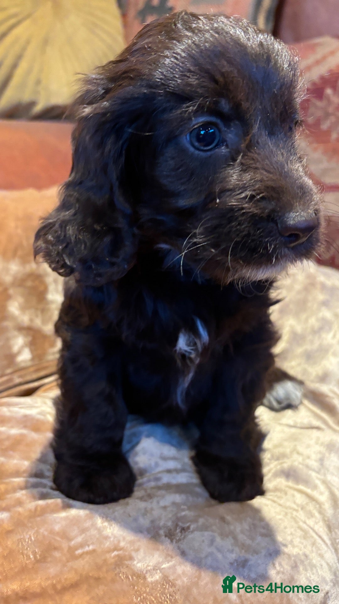 Cockapoo dogs 🩷💙Adorable Cockapoo pups 🩷💙 - Advert 1