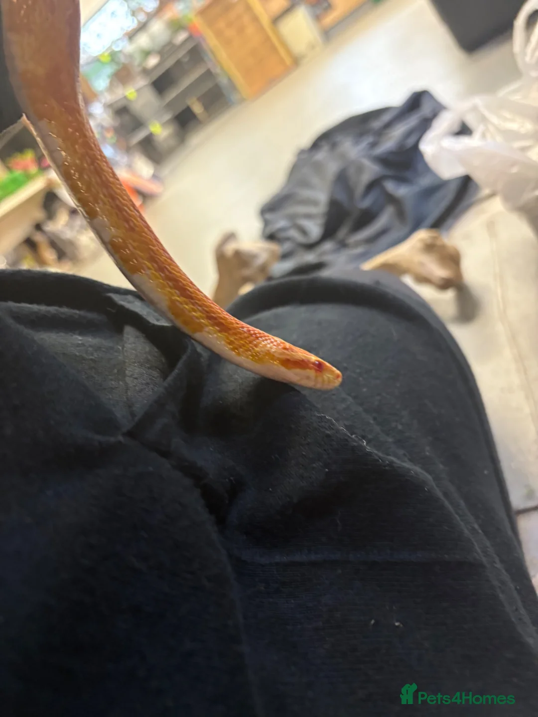 Corn Snake reptiles for sale: Amel corn snake+viv in Preston - Advert 2