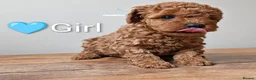 Miniature Poodle dogs for sale: KC Registered Red Miniature Poodle Puppies ❤️  - Advert 12