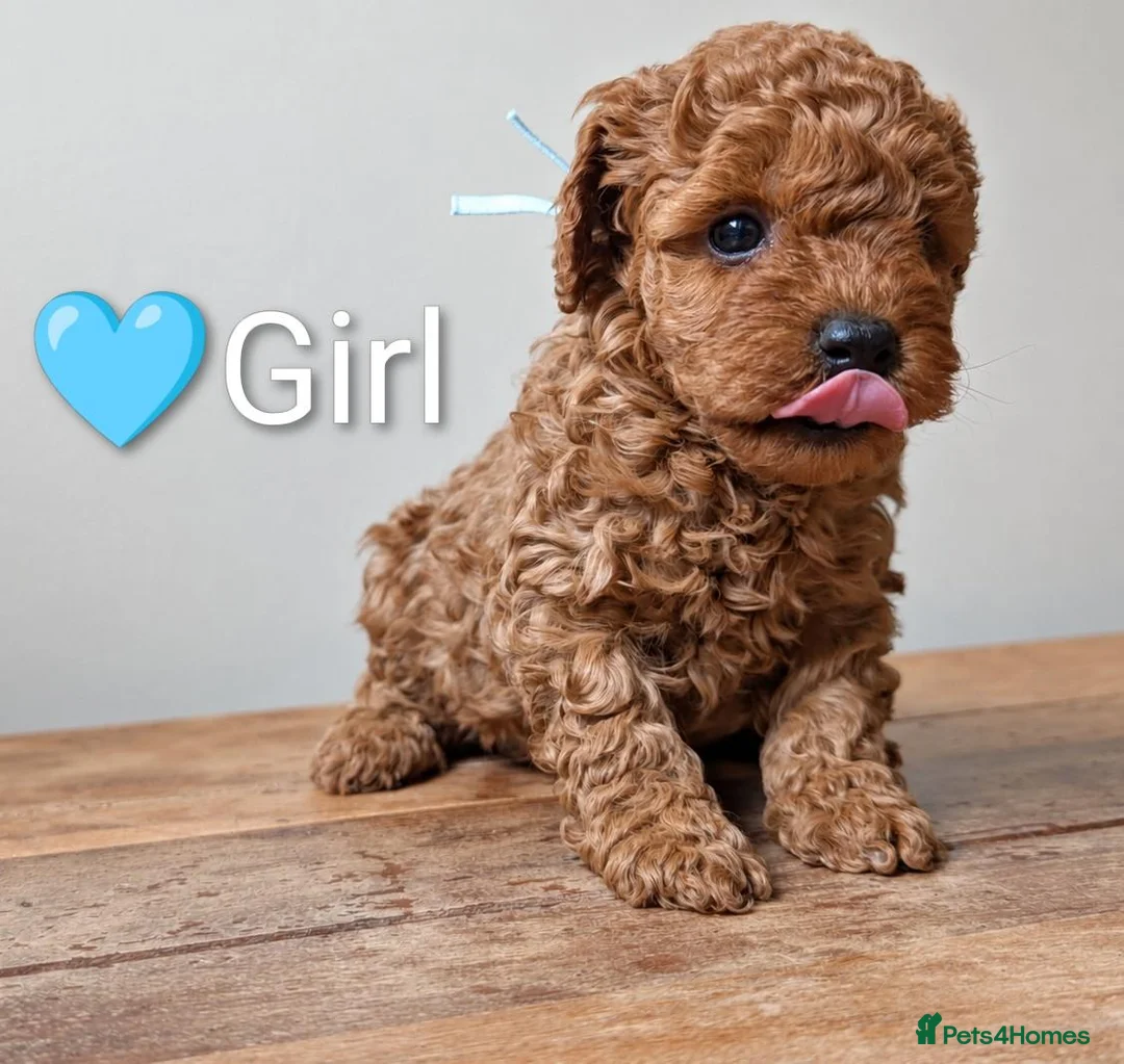 Miniature Poodle dogs for sale: KC Registered Red Miniature Poodle Puppies ❤️  - Advert 12